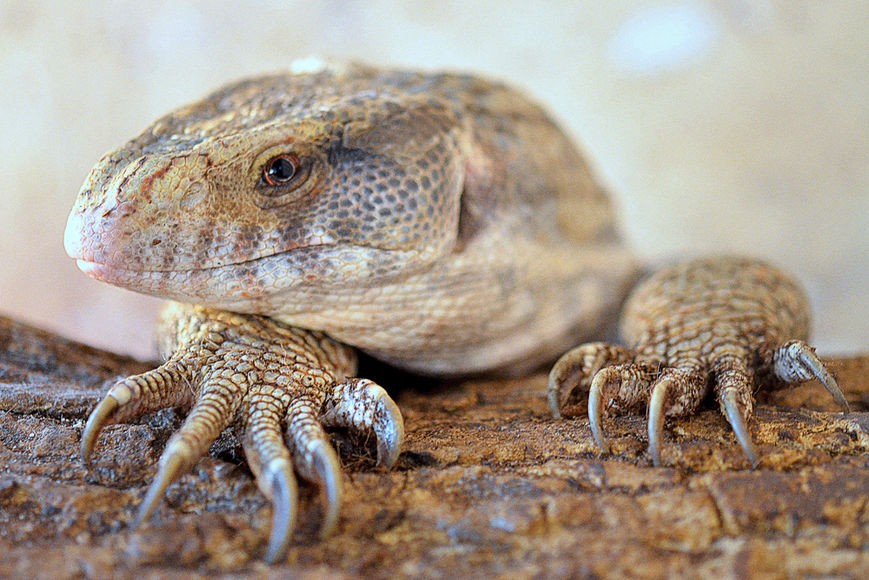 Вараны могут болеть