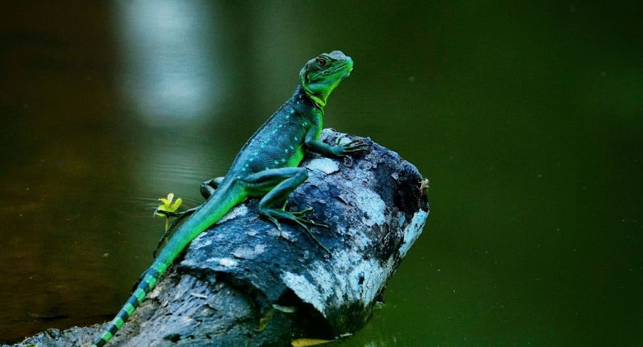 Василиск: описание рептилии, особенности, виды, образ жизни