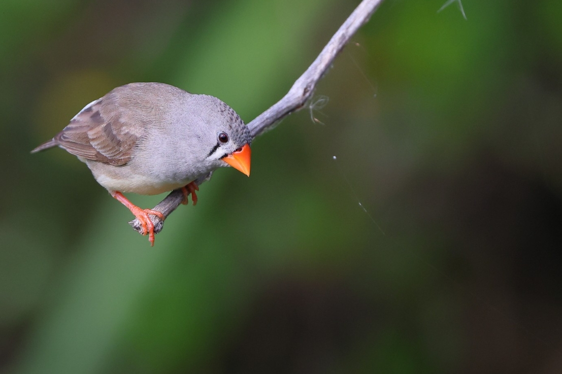 Зебра-зяблик