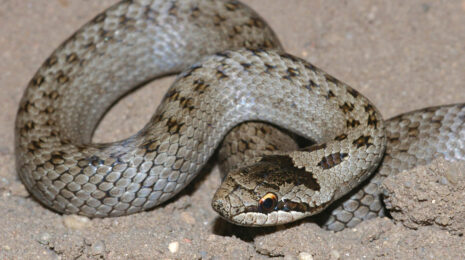 Змея эфа: описание, виды, содержание и уход