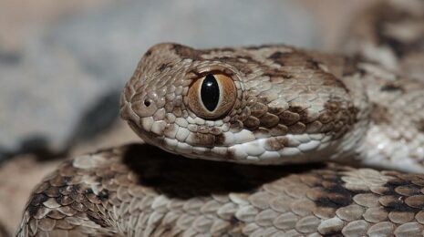 Веретеница ящерица