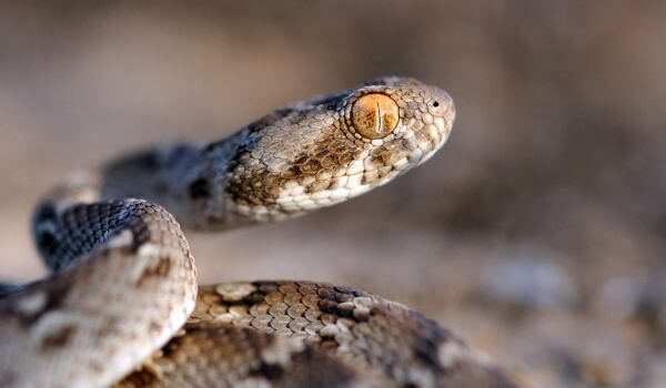 Змея эфа: описание, виды, содержание и уход