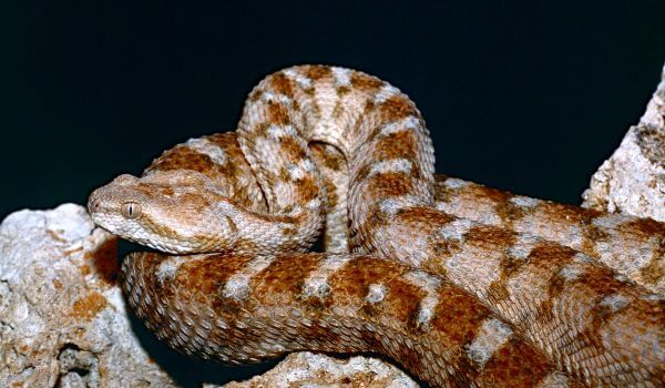 Змея эфа: описание, виды, содержание и уход