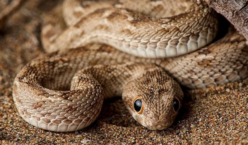 Змея эфа: описание, виды, содержание и уход