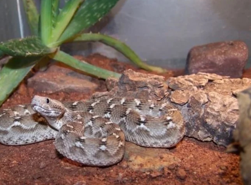 Змея эфа: описание, виды, содержание и уход