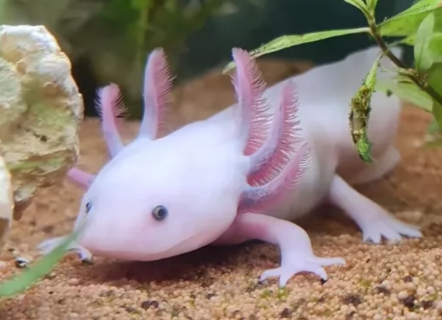 Аксолотль: описание, содержание и правила ухода
