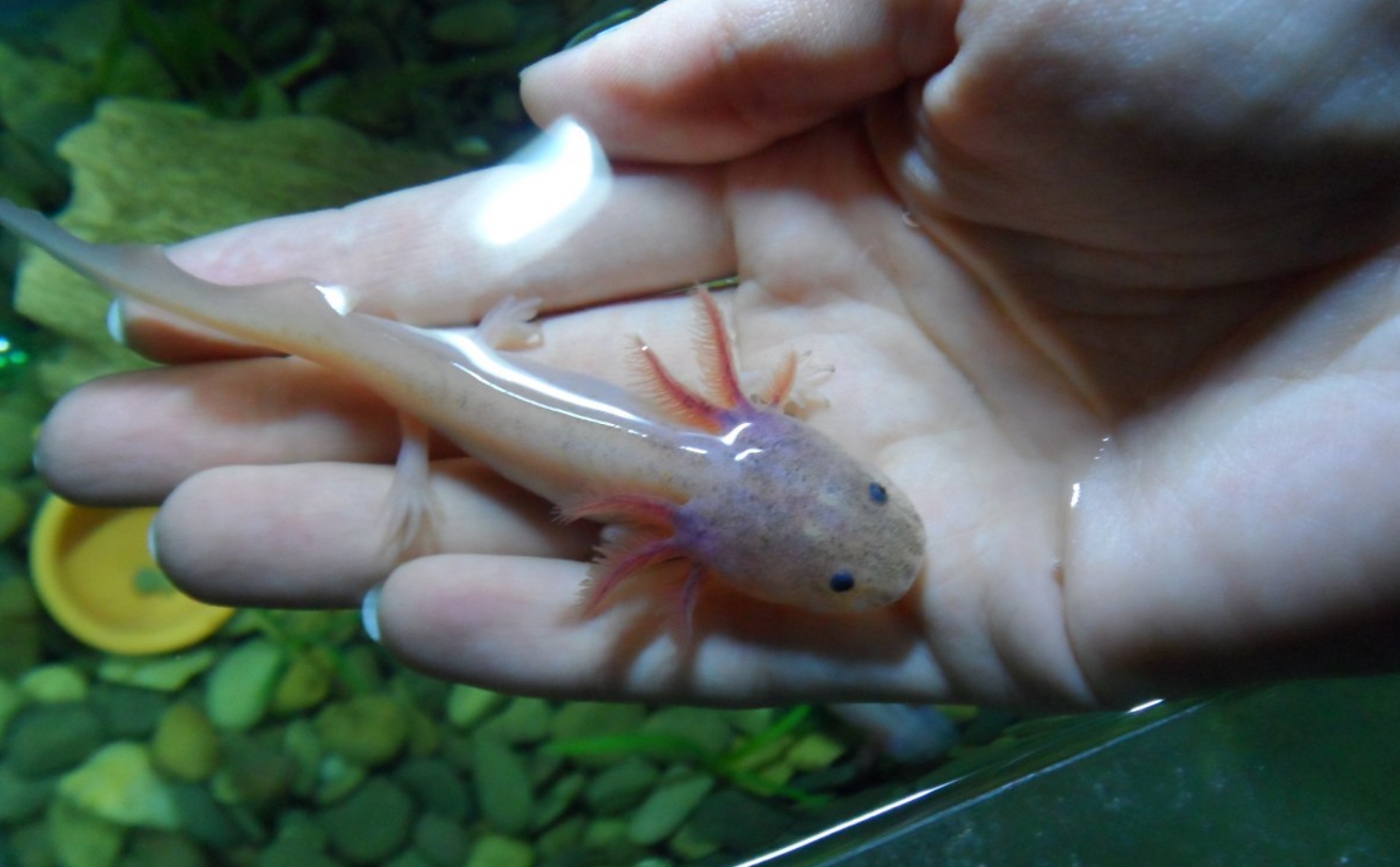 Аксолотль: описание, содержание и правила ухода