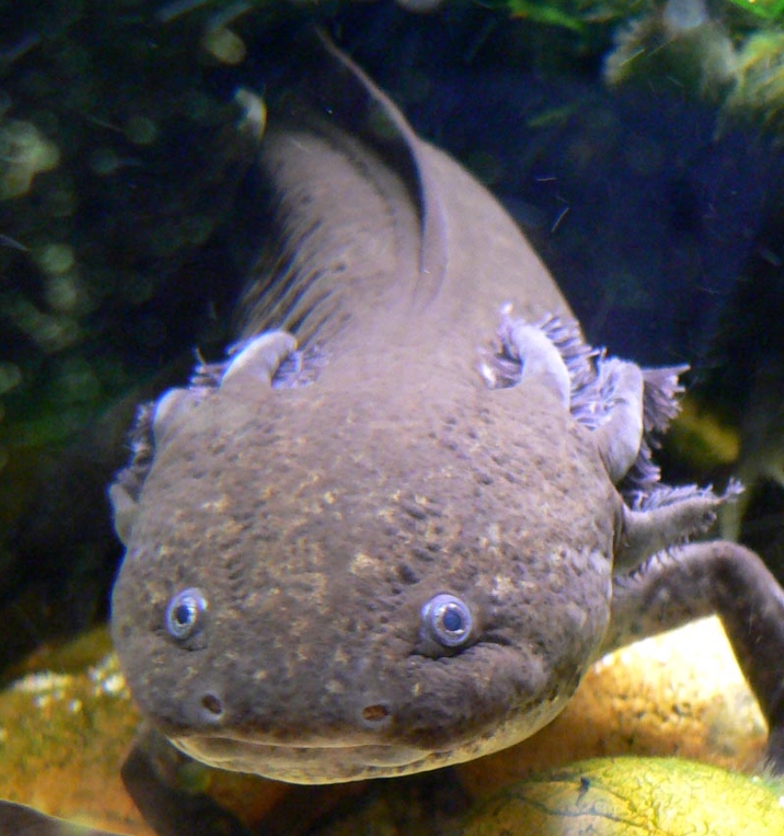 Аксолотль: описание, содержание и правила ухода