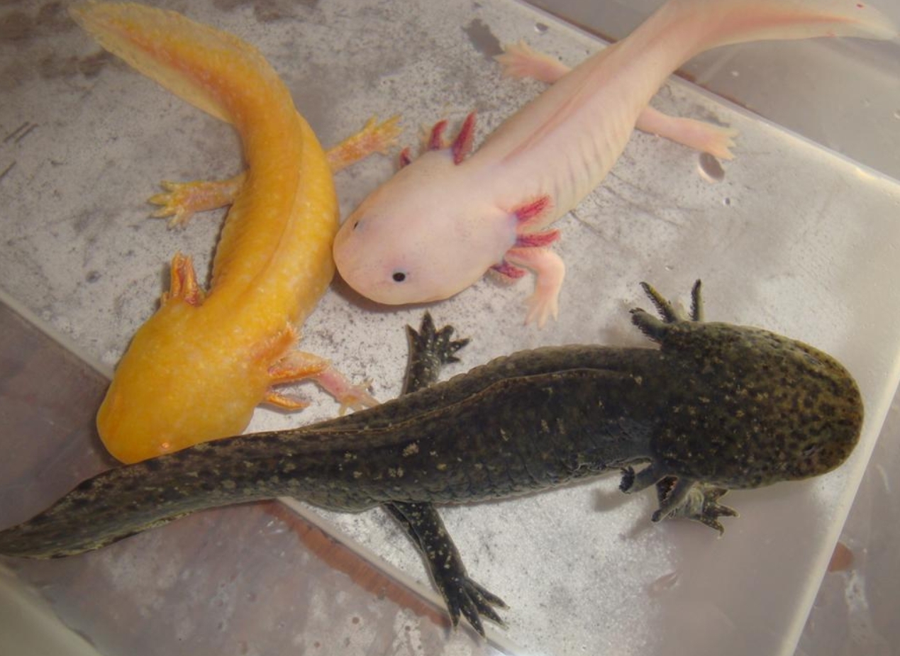 Аксолотль: описание, содержание и правила ухода