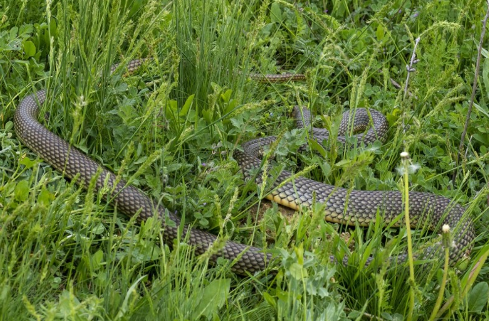 Змея желтобрюхий полоз: описание, повадки, укус