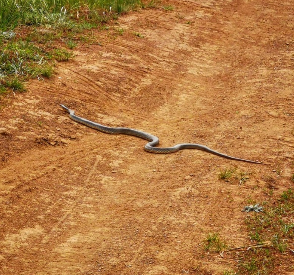 Змея желтобрюхий полоз: описание, повадки, укус