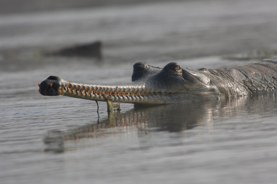 Гавиал: внешний вид, описание, питание и размножение
