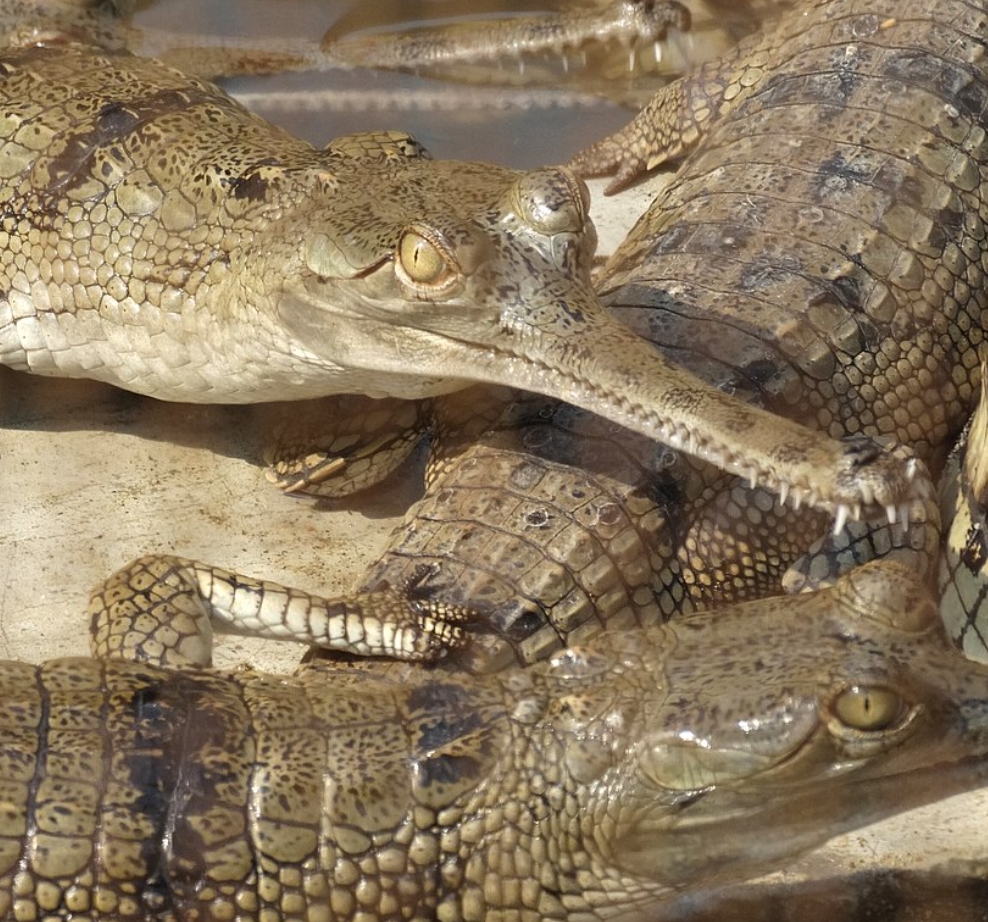 Гавиал: внешний вид, описание, питание и размножение