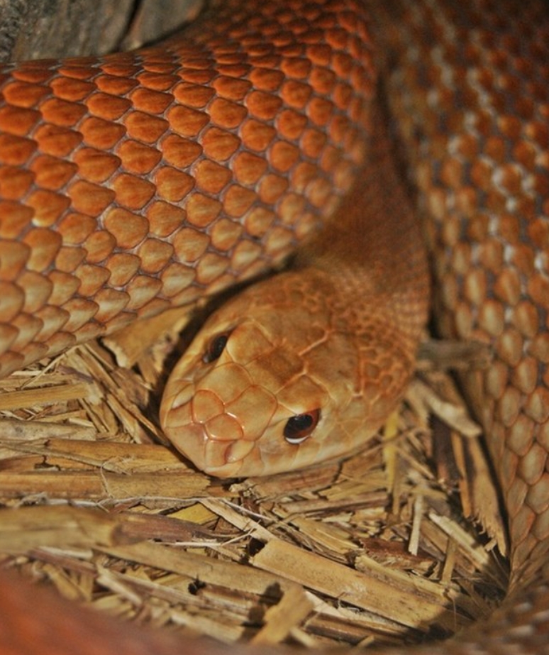 Тайпан: образ жизни и среда обитания змеи