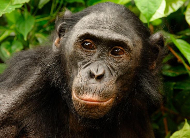 Бонобо