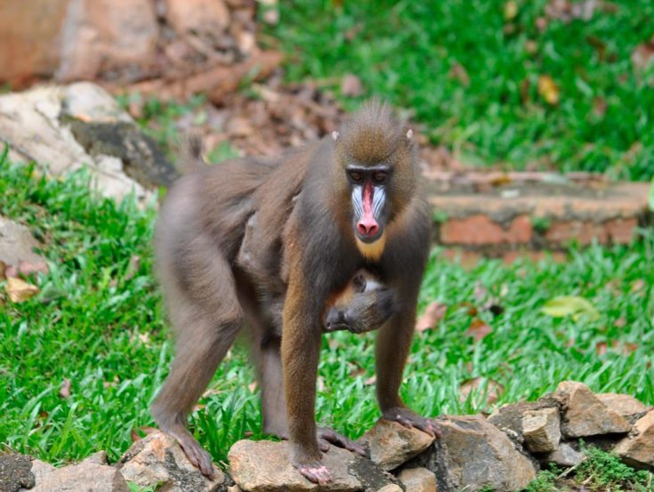 Мандрил:  описание животного, особенности, виды, образ жизни