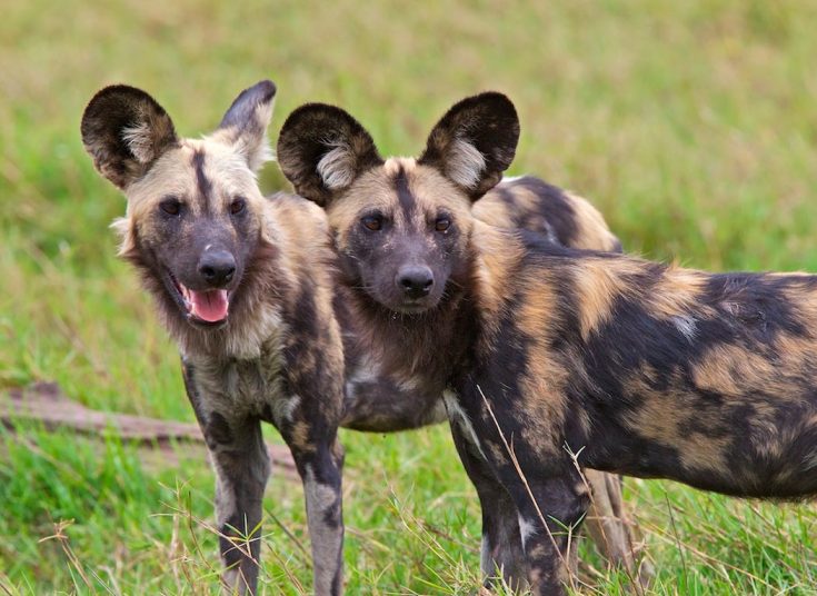Гиеновидная собака – описание, ареал, рацион, враги, популяция