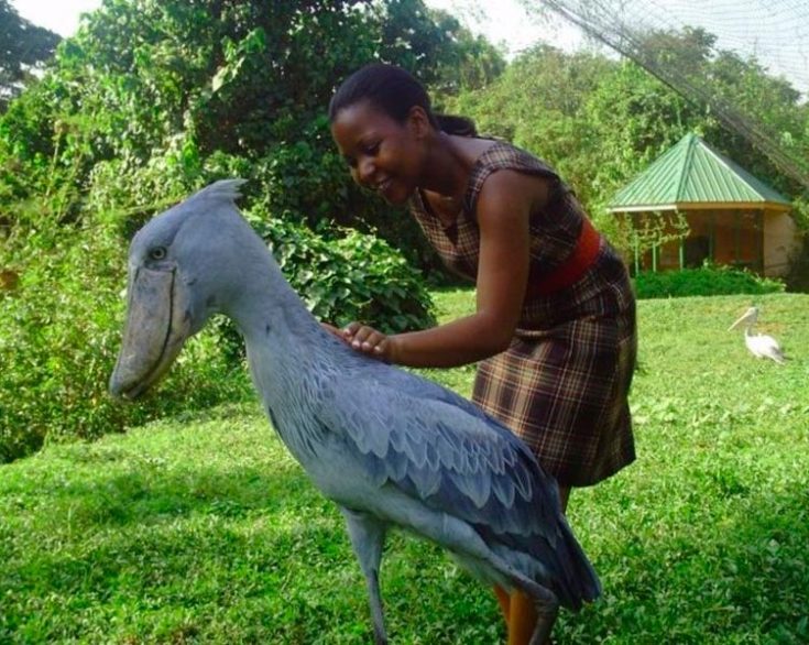 Китоглав: обитание, звуки, что ест