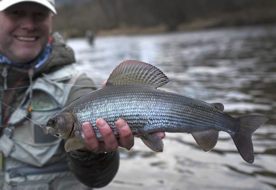 Måter å fange harr på