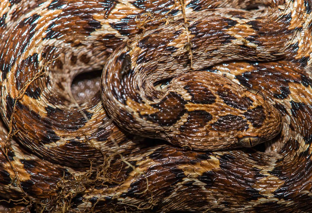 Змея эфа: описание, виды, содержание и уход