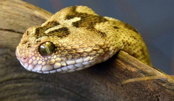 Змея эфа: описание, виды, содержание и уход