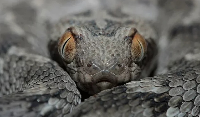 Змея эфа: описание, виды, содержание и уход