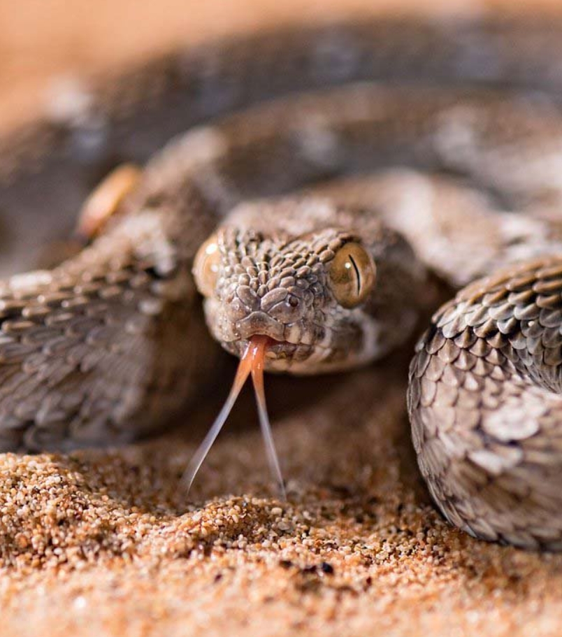 Змея эфа: описание, виды, содержание и уход