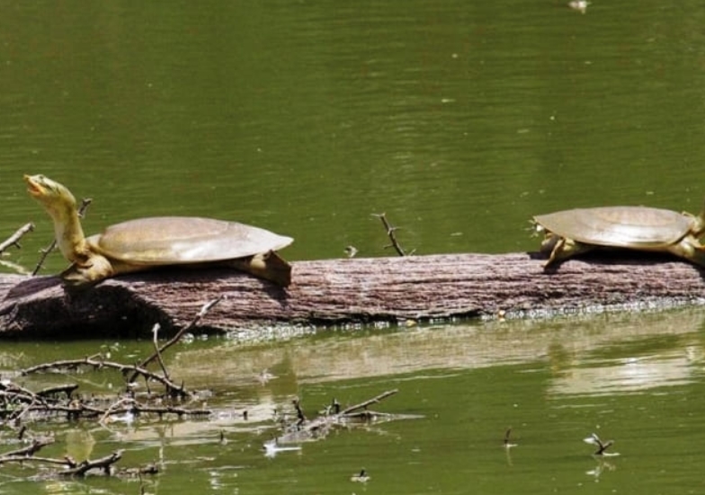 Содержание трионикса в домашних условиях, кормление и уход