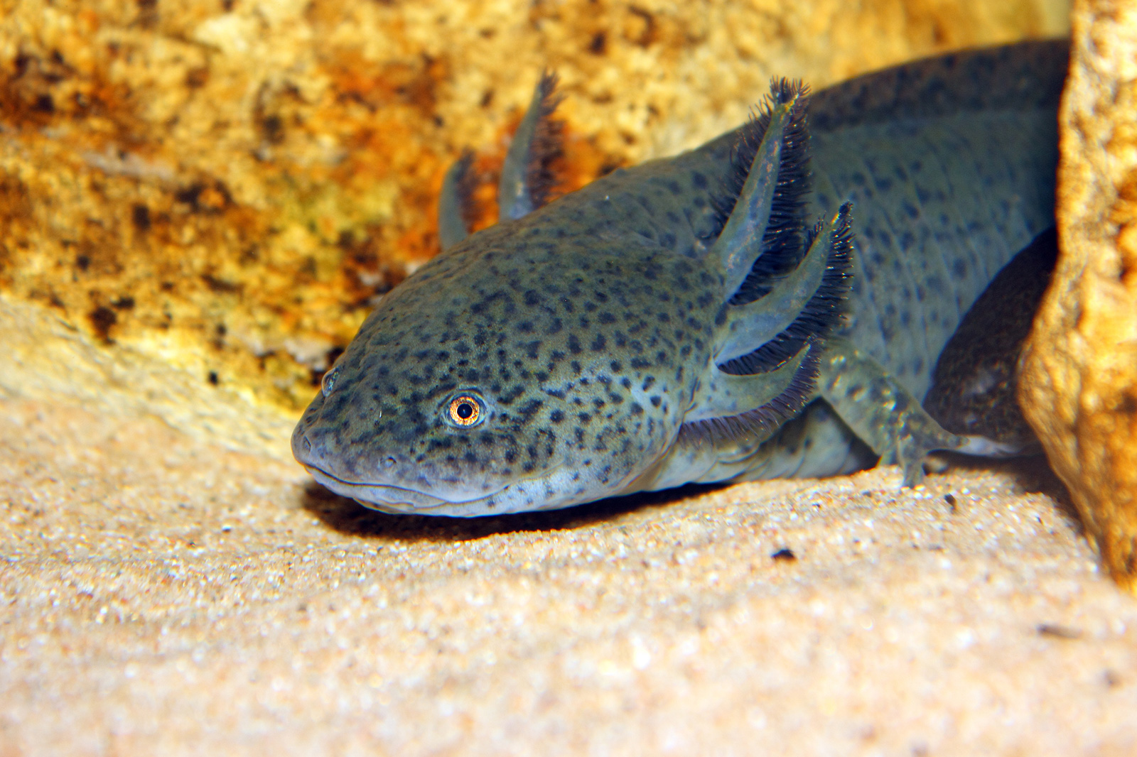 Аксолотль: описание, содержание и правила ухода