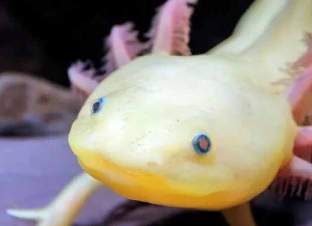 Аксолотль: описание, содержание и правила ухода