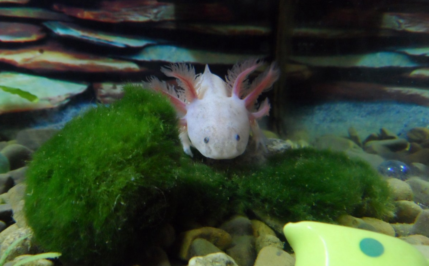 Аксолотль: описание, содержание и правила ухода