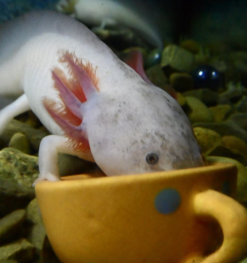 Аксолотль: описание, содержание и правила ухода