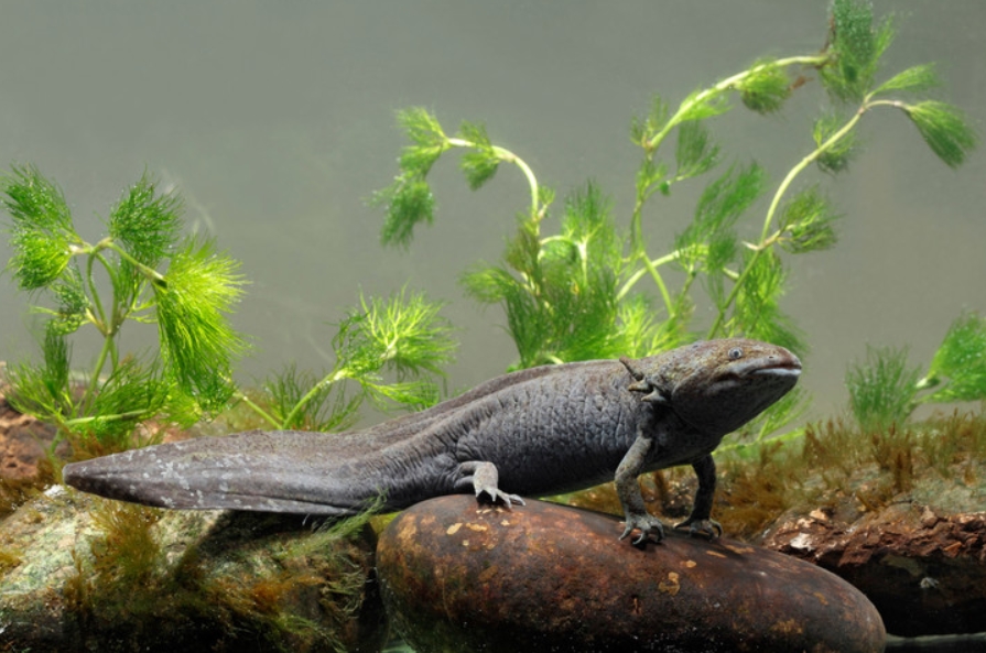 Аксолотль: описание, содержание и правила ухода