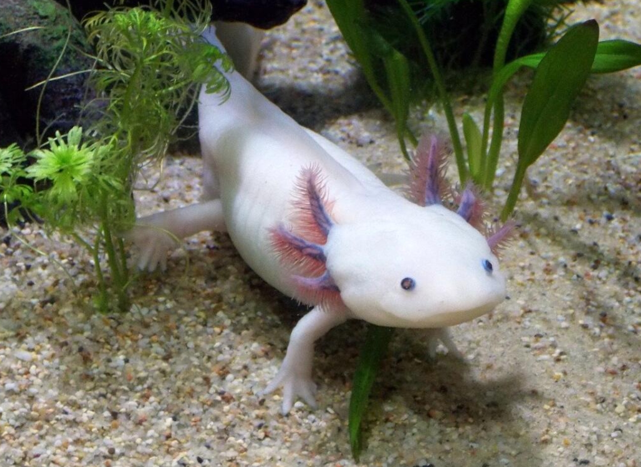 Аксолотль: описание, содержание и правила ухода
