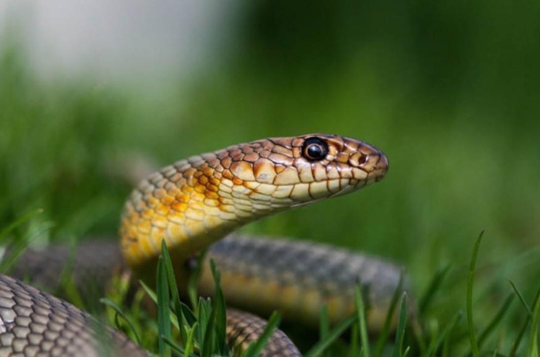 Змея желтобрюхий полоз: описание, повадки, укус