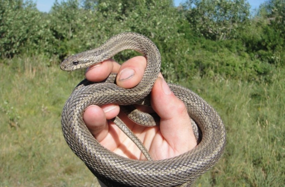 Змея желтобрюхий полоз: описание, повадки, укус