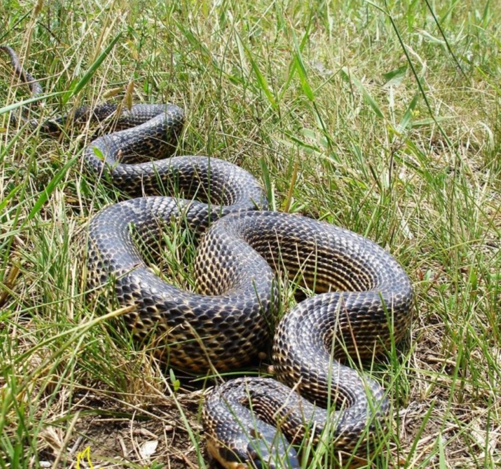 Змея желтобрюхий полоз: описание, повадки, укус