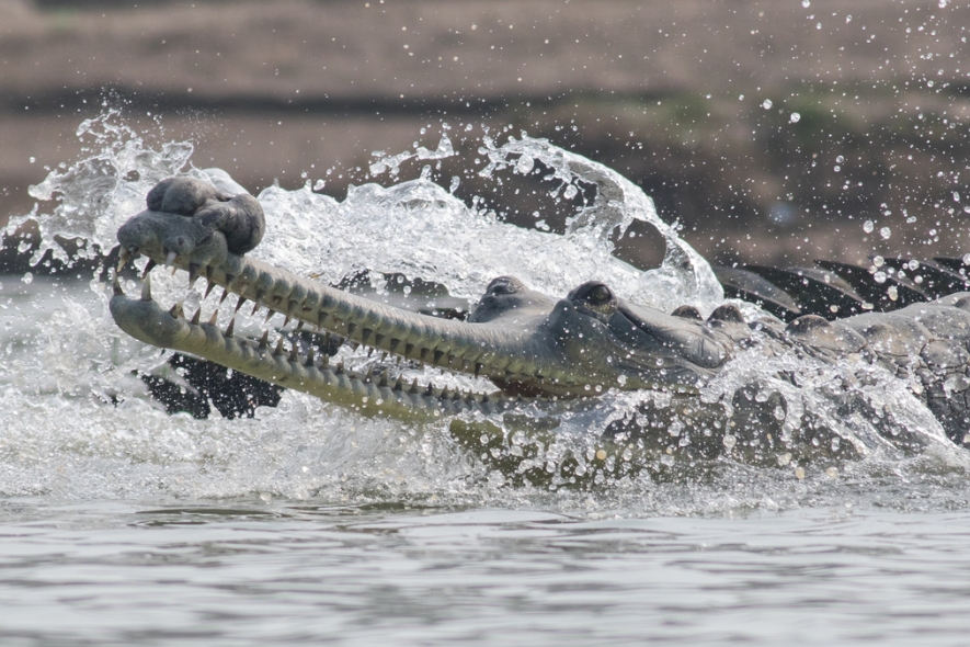 Гавиал: внешний вид, описание, питание и размножение