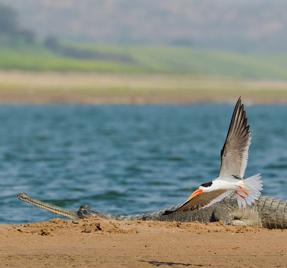 Гавиал: внешний вид, описание, питание и размножение