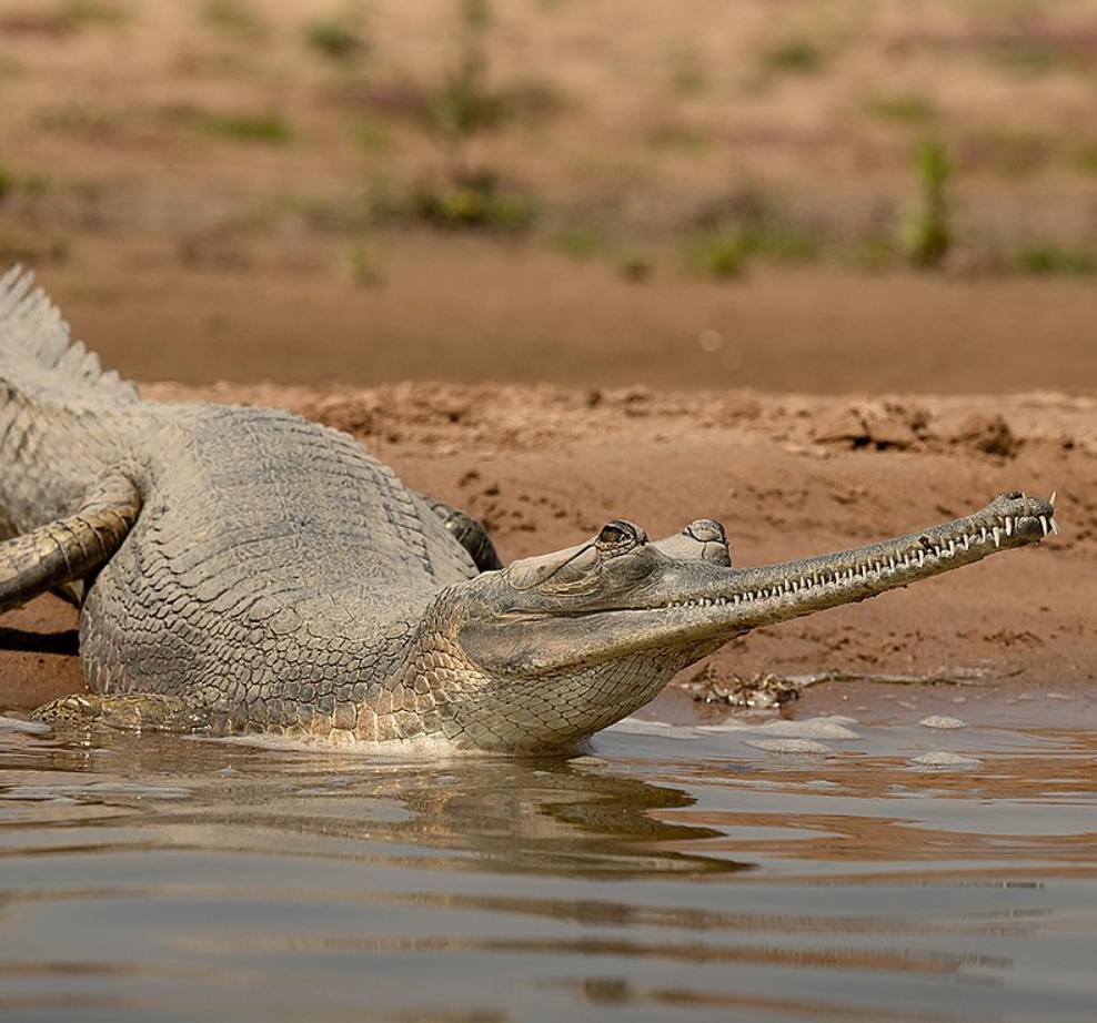 Гавиал: внешний вид, описание, питание и размножение