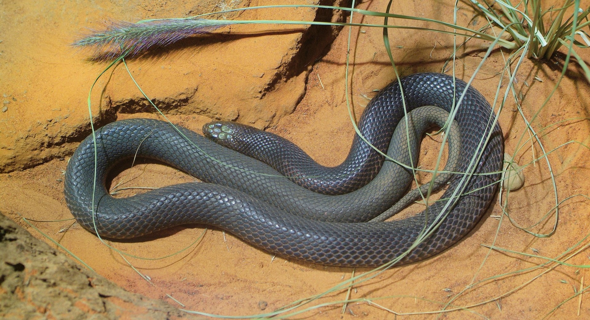 Тайпан: образ жизни и среда обитания змеи