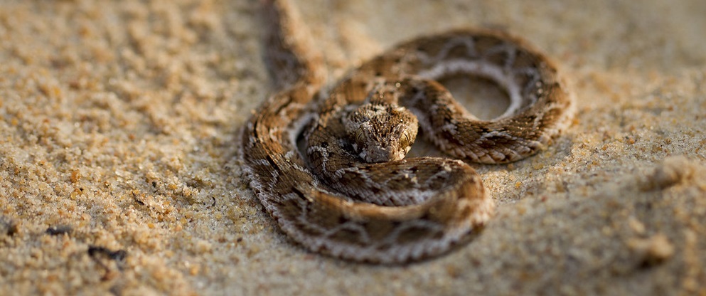 Змея эфа: описание, виды, содержание и уход