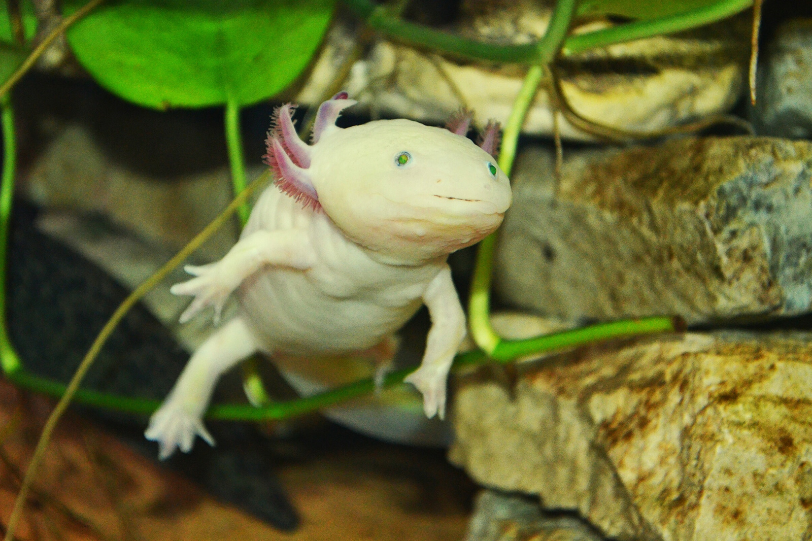 Аксолотль: описание, содержание и правила ухода