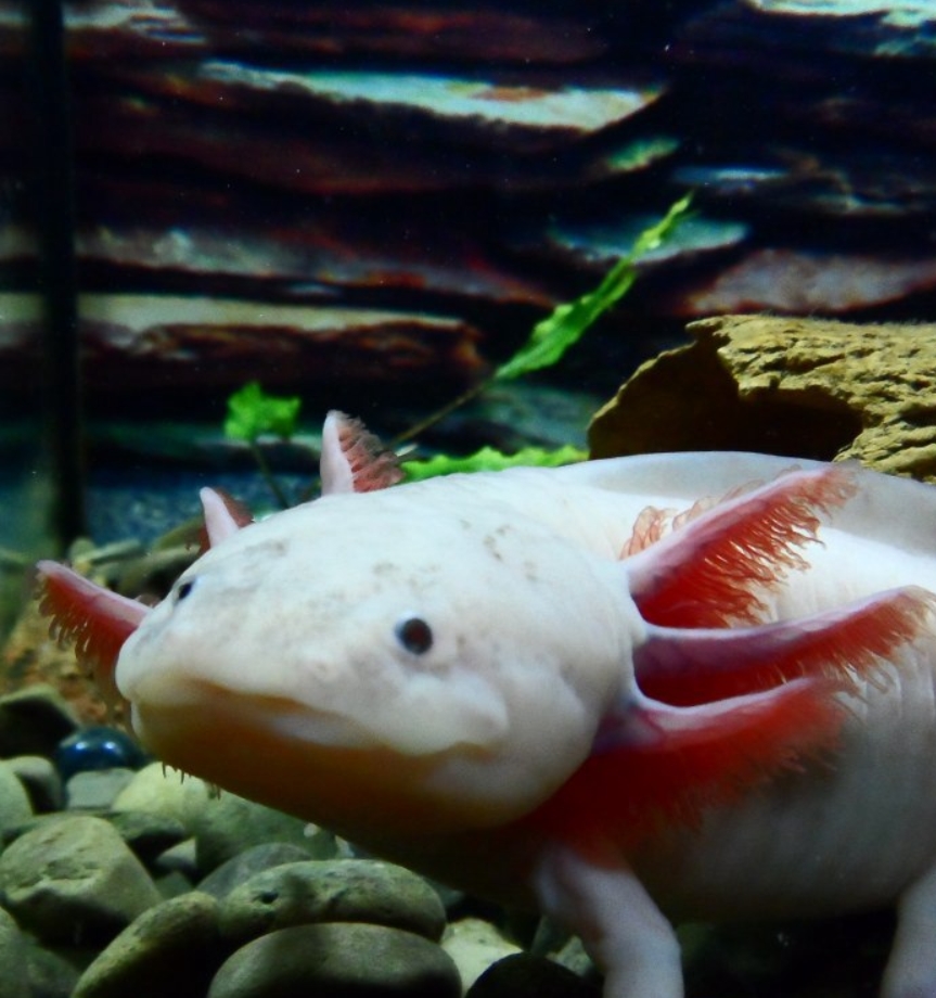 Аксолотль: описание, содержание и правила ухода