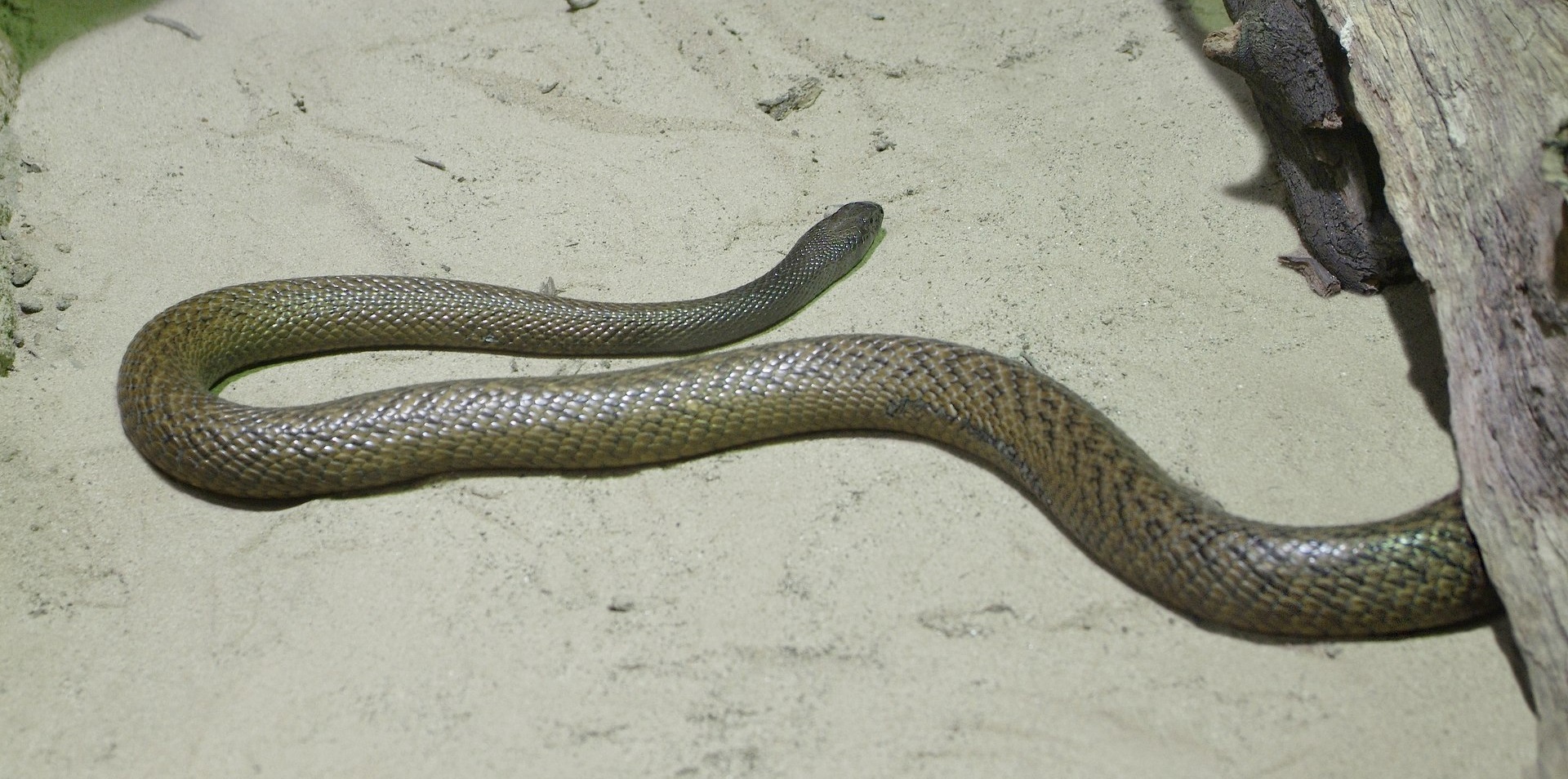 Тайпан: образ жизни и среда обитания змеи