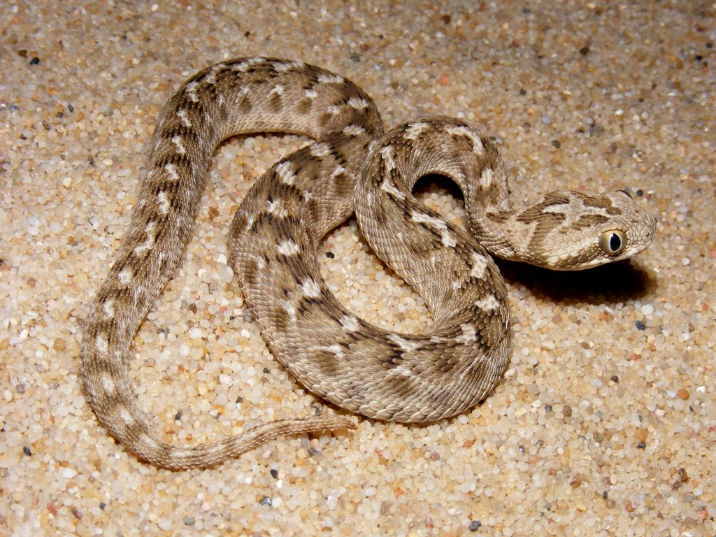 Змея эфа: описание, виды, содержание и уход