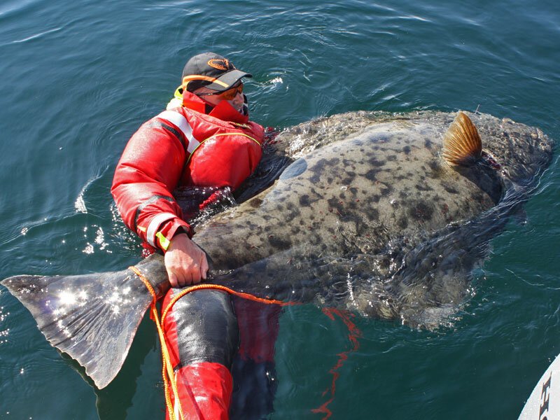 Способы ловли палтуса