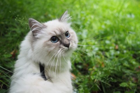 Невская маскарадная кошка