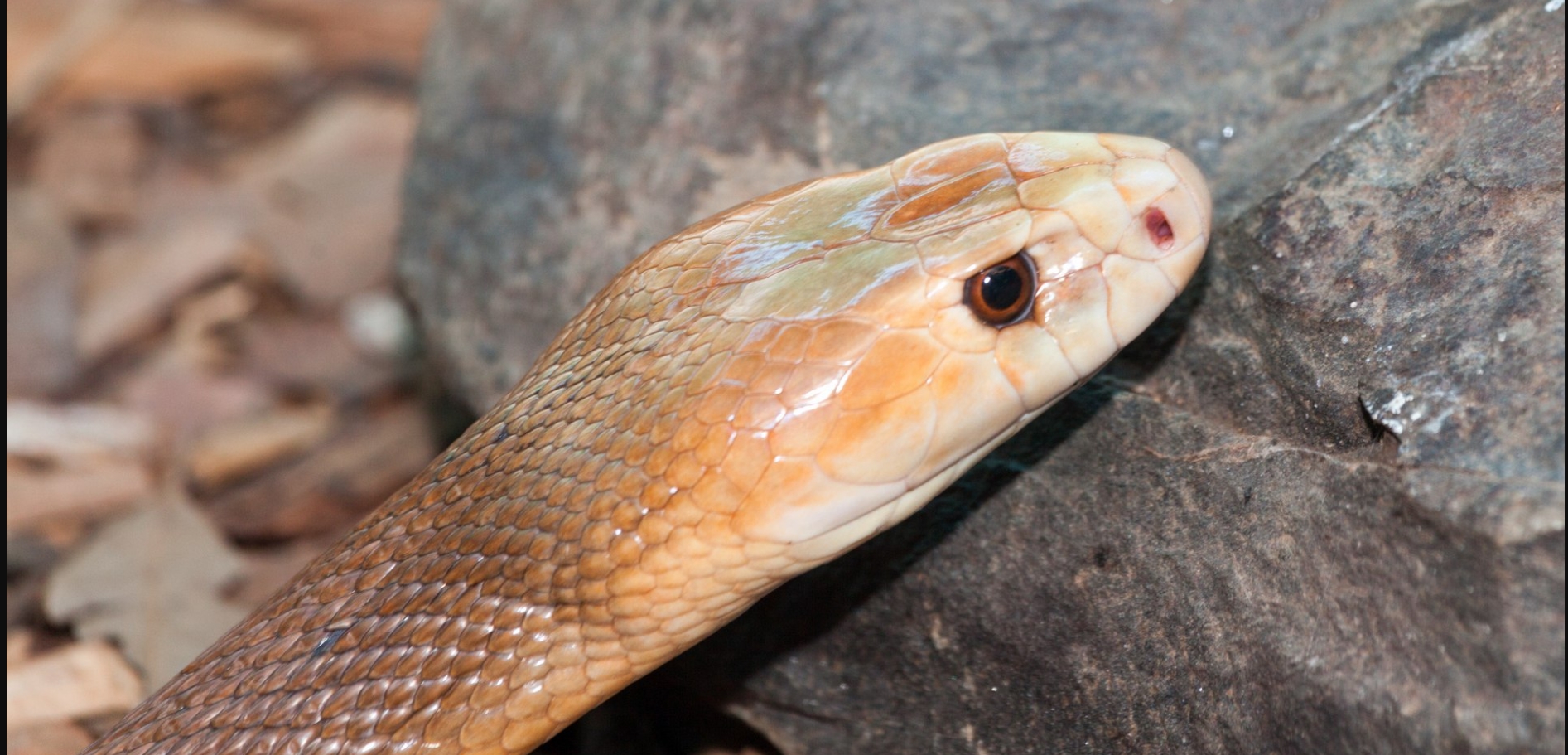 Тайпан: образ жизни и среда обитания змеи