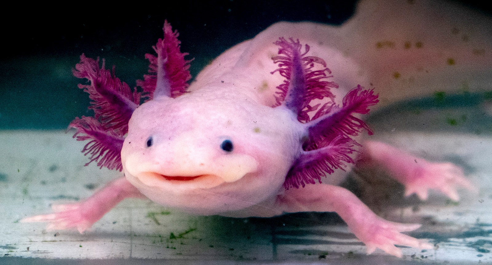 Аксолотль: описание, содержание и правила ухода